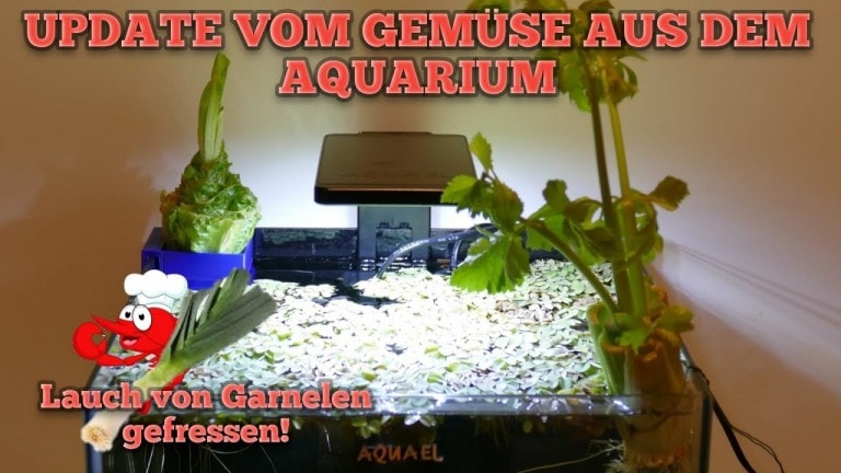 Tobis Aquaristikexzesse Video Tipp: Gemüse aus dem Aquarium - Update