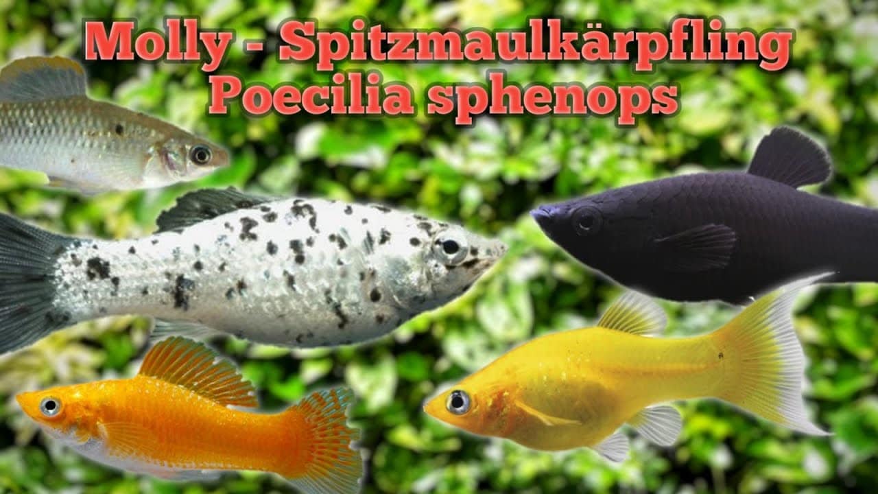 Tobis Aquaristikexzesse Video Tipp: Spitzmaulkärpfling aka Molly