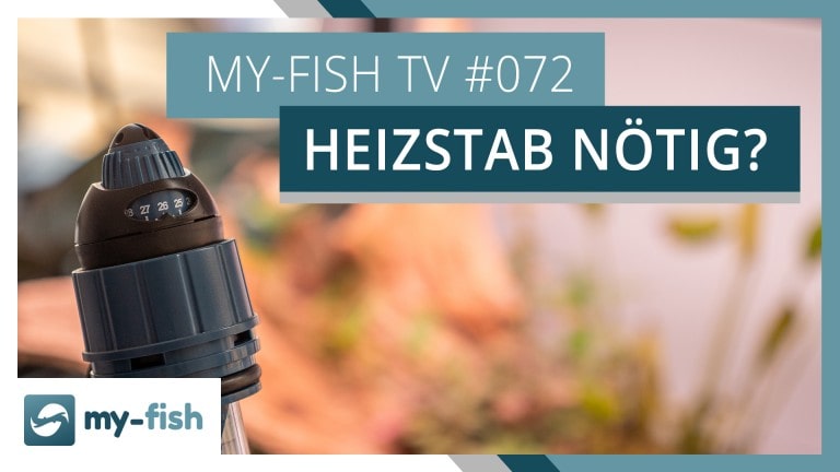 my-fish TV: Ist ein Heizstab wirklich notwendig?