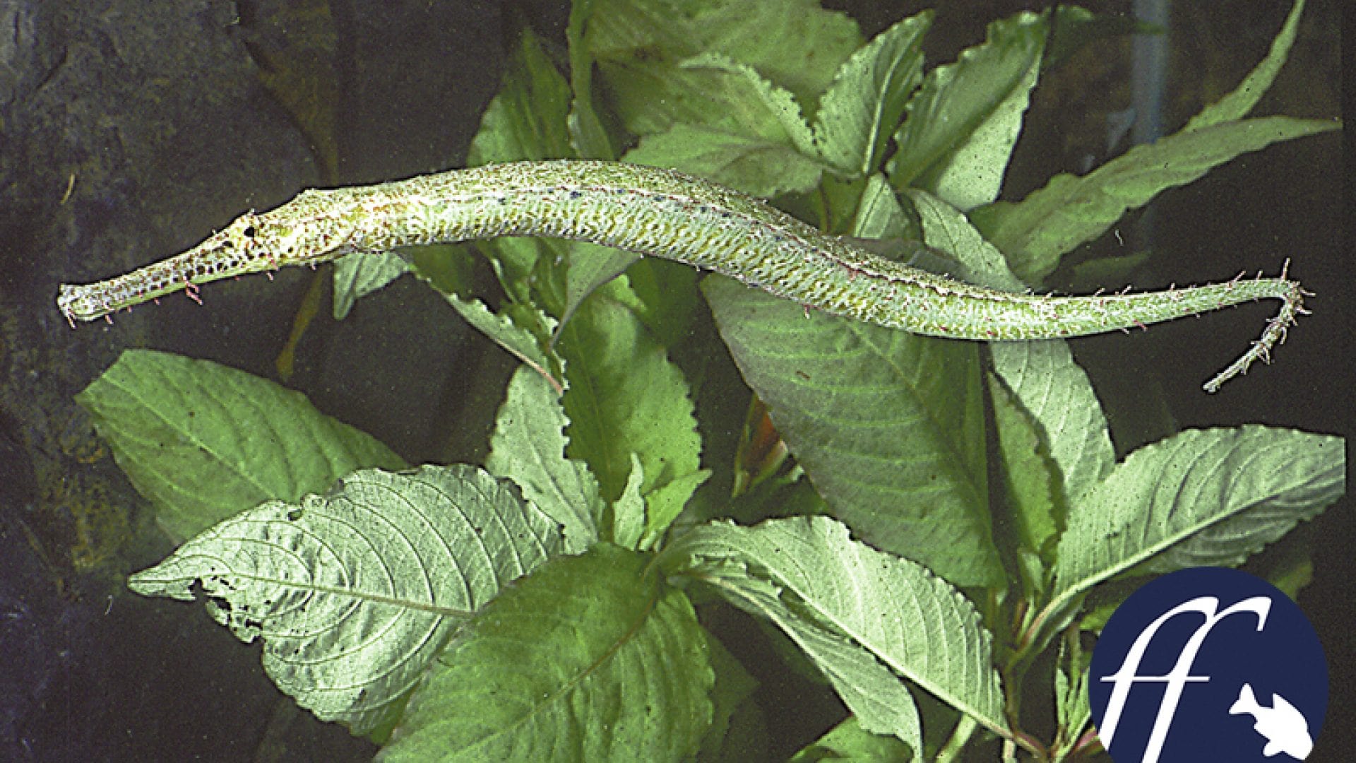 Franky Friday: Seepferdchen und Seenadel – Syngnathoides biaculeatus