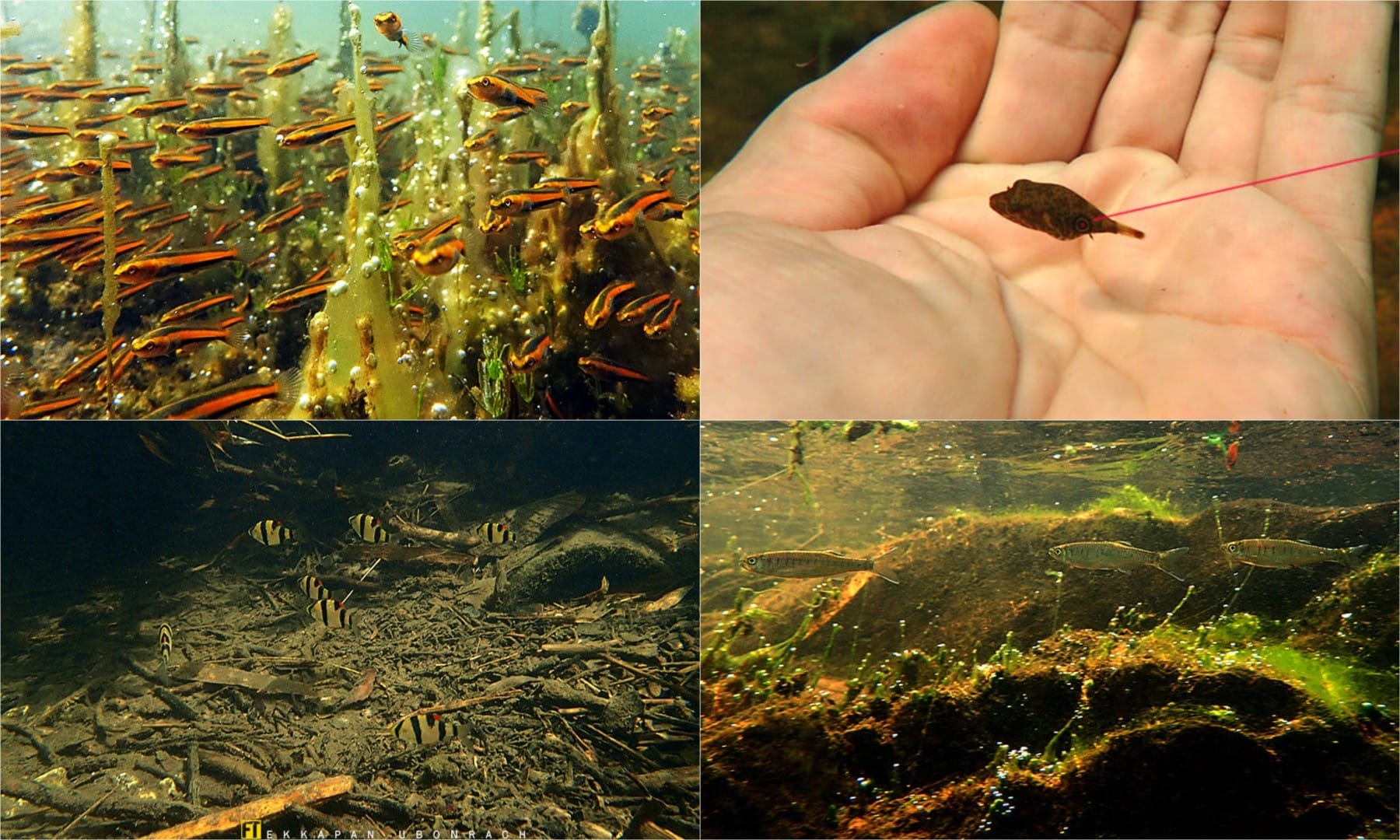 Zierfische in der freien Natur Vol. 17