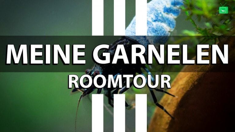 GarnelenTv Video Tipp: Roomtour  bei den Garnelen