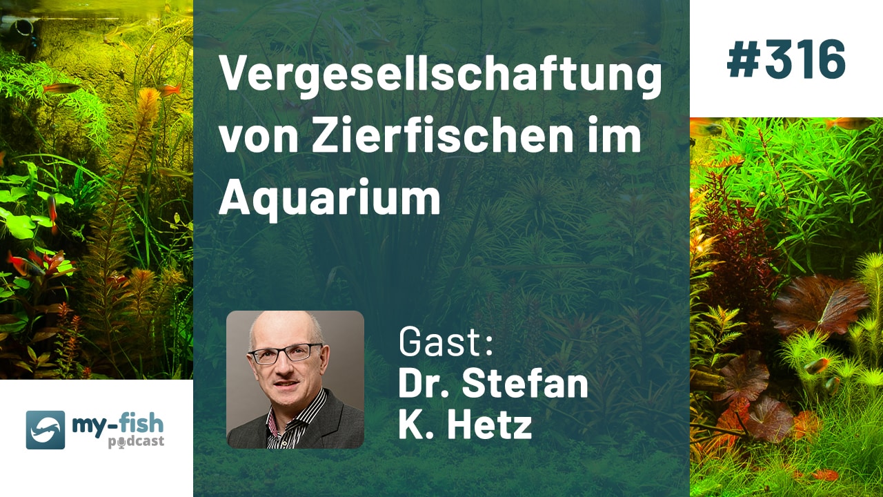 316: Vergesellschaftung von Zierfischen im Aquarium - WG Zimmer und Patchwork für Fische (Dr. Stefan K. Hetz)