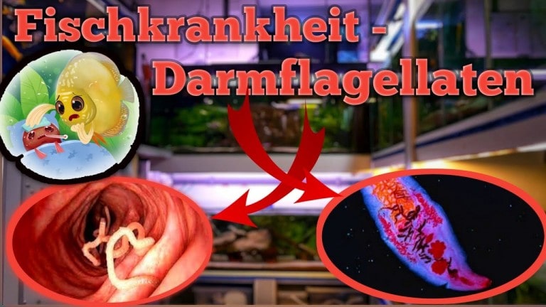 Tobis Aquaristikexzesse Video Tipp: Kranke Fische - Darmflagellaten