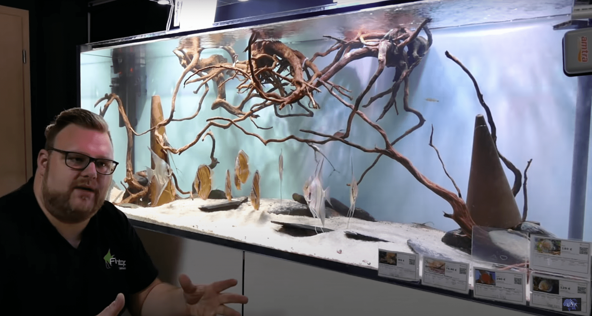Tobis Aquaristikexzesse Video Tipp: Skalarexperte zeigt seine Fische