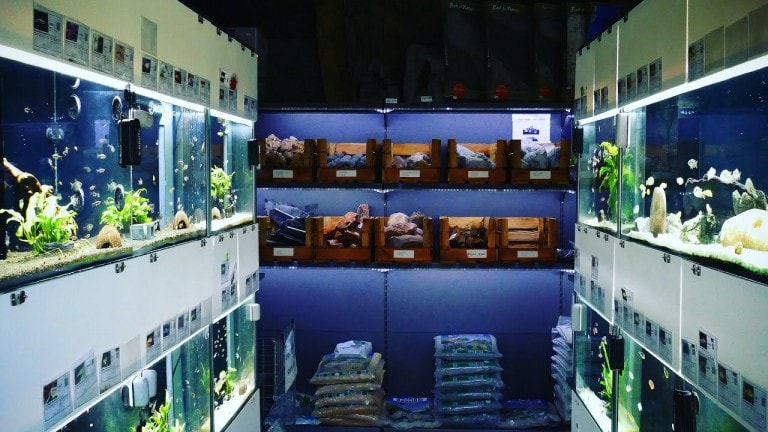 Tobis Aquaristikexzesse Video Tipp: Zu Besuch bei Fishtopia