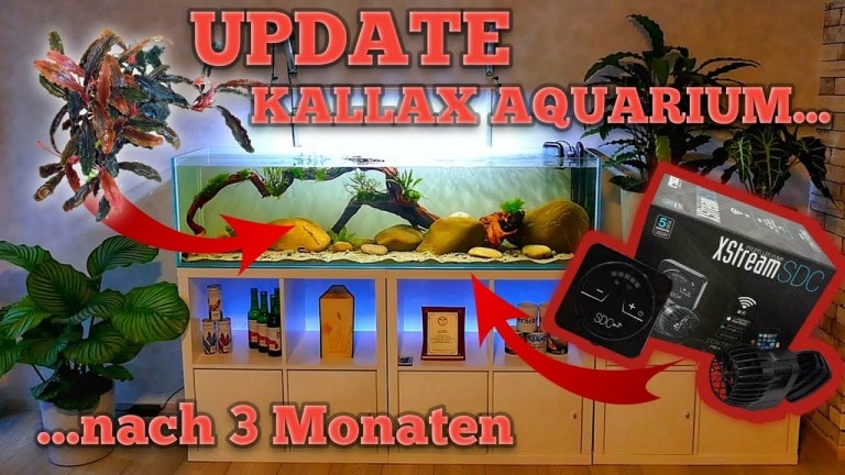 Tobis Aquaristikexzesse Video Tipp: Kallax Aquarium nach 3 Monaten