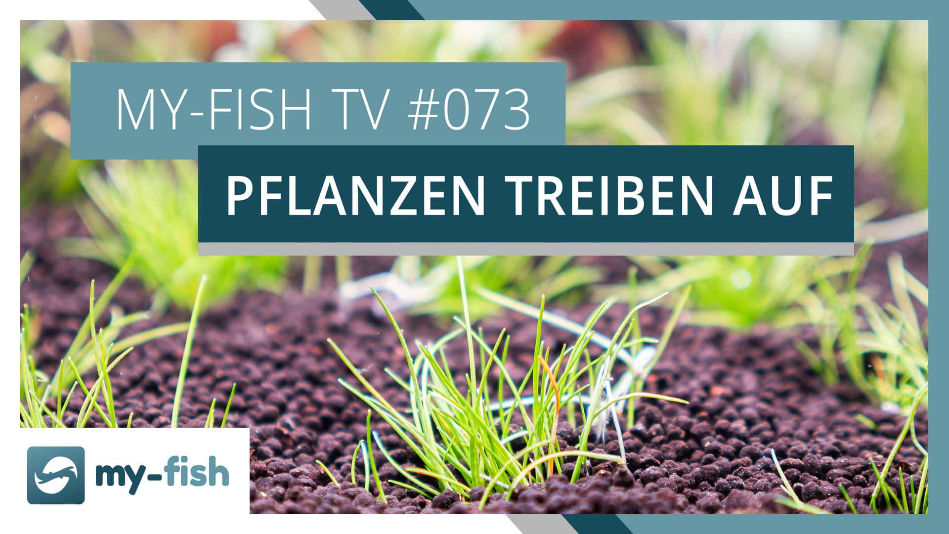 my-fish TV: Hilfe, meine Pflanzen treiben immer auf!