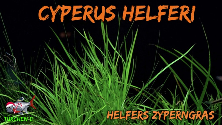 AQUaddicted! - Video Tipp: Helfers Zypergras - Cyperus helferi im Portrait