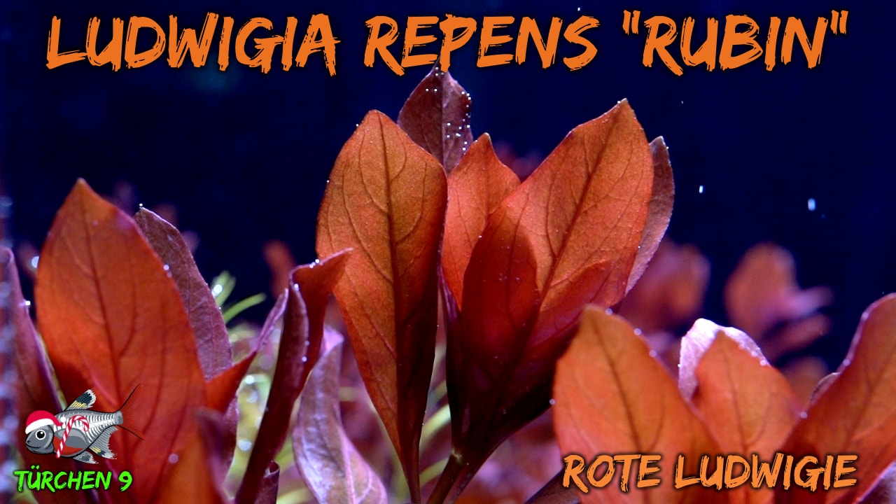 AQUaddicted! – Video Tipp: Die Ludwigia repens „rubin“ im Portrait