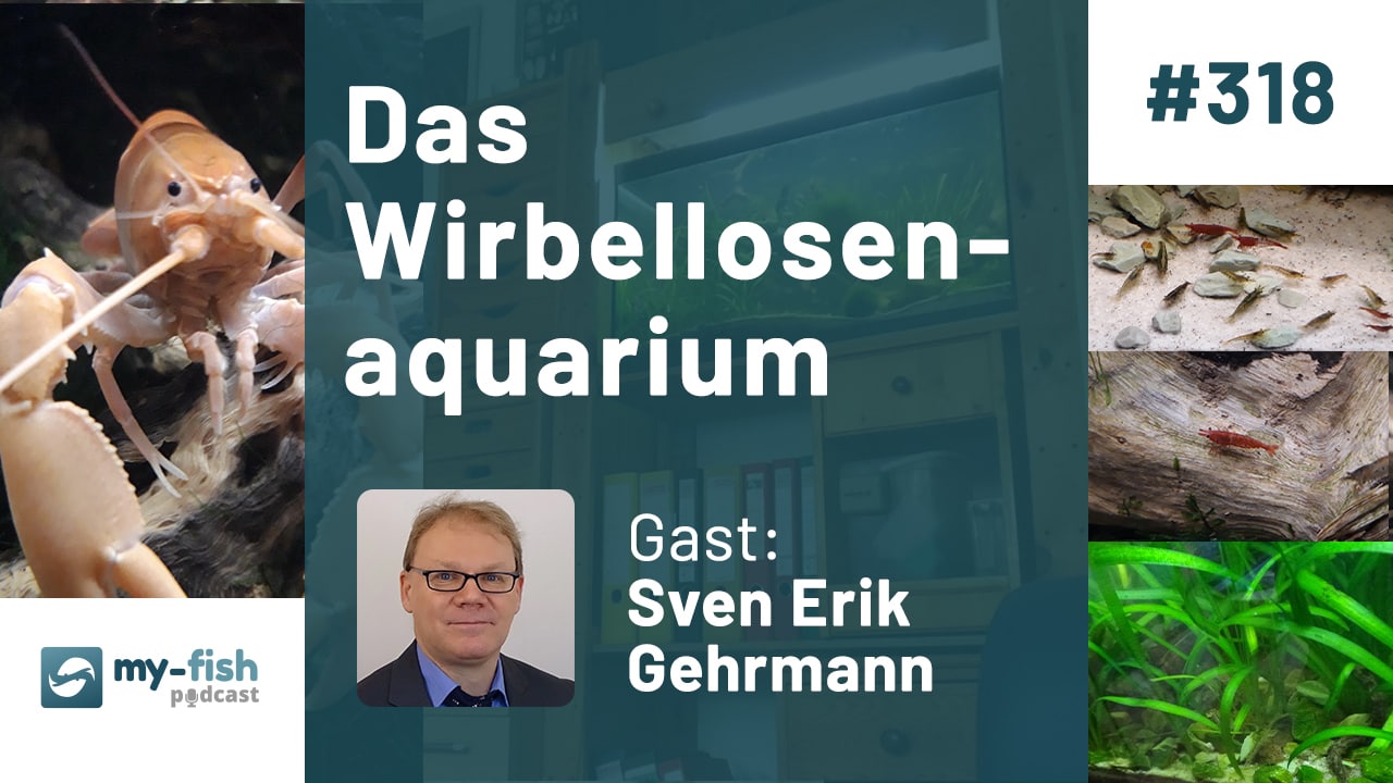 318: Das Wirbellosenaquarium - Ein Aquarium für Garnelen, Schnecken und Krebse (Sven Erik Gehrmann)￼ episode artwork