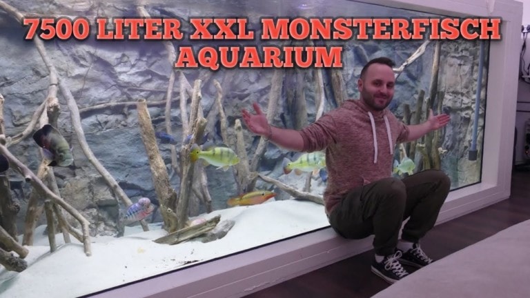 Tobis Aquaristikexzesse Video Tipp: 7500 Liter XXL Monsterfisch Aquarium I Teil 1