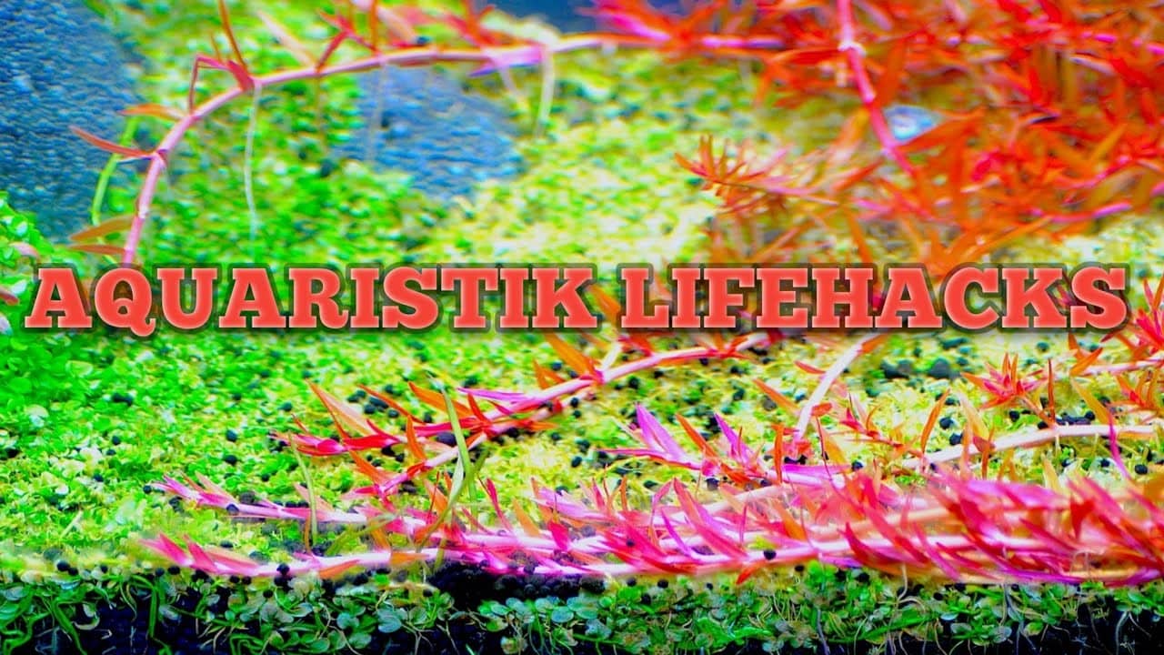 Tobis Aquaristikexzesse Video Tipp: Aquaristik Lifehacks 4.0