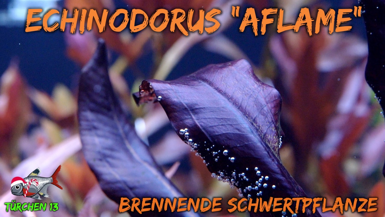 AQUaddicted! – Video Tipp: Die Flammen-Schwertpflanze – Echinodorus aflame