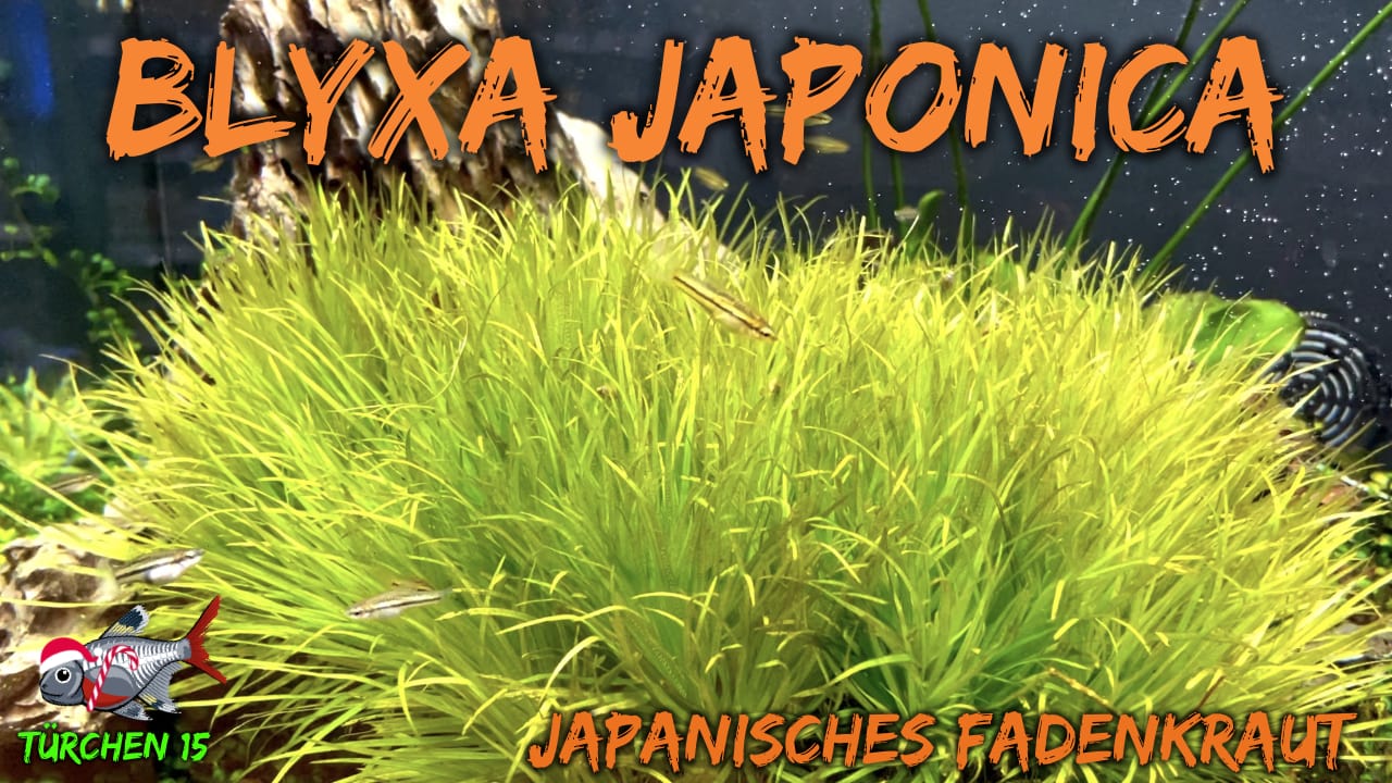 AQUaddicted! – Video Tipp: Das japanische Fadenkraut – Blyxa japonica