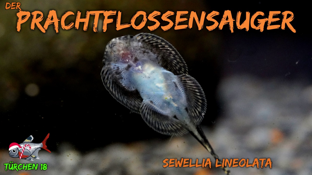 AQUaddicted! – Video Tipp: Der Prachtflossensauger – Sewellia lineolata