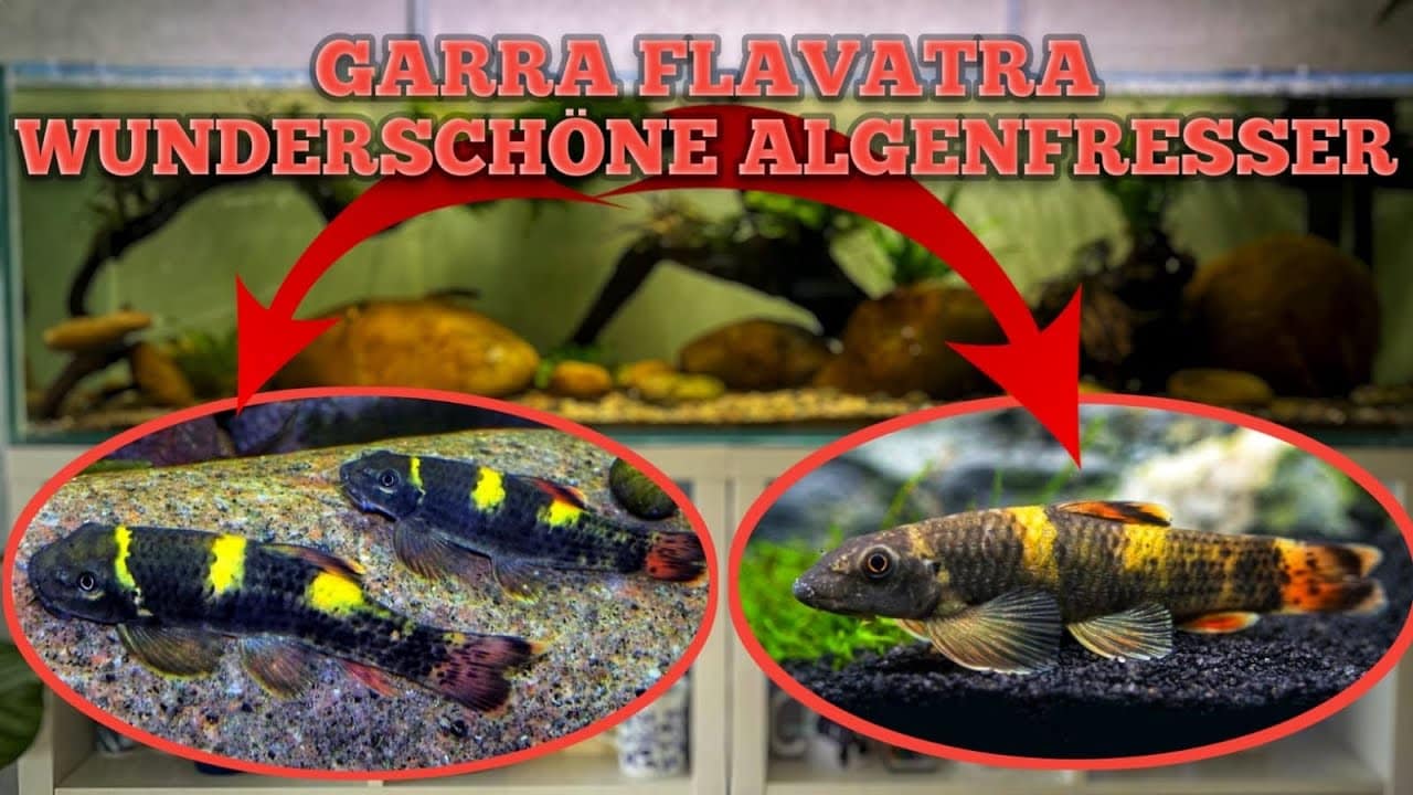 Tobis Aquaristikexzesse Video Tipp: Wunderschöne Algenfresser – Garra flavatra (Panda Saugbarbe)