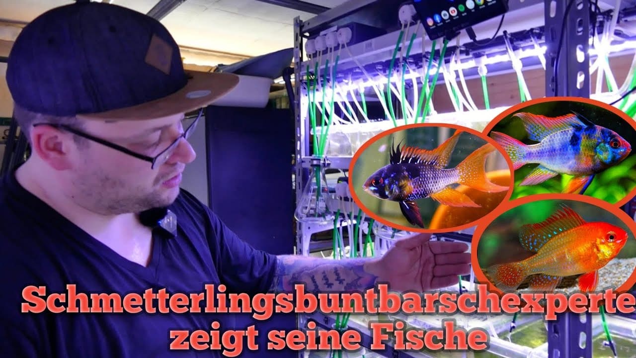 Tobis Aquaristikexzesse Video Tipp: Schmetterlingsbuntbarschexperte zeigt seine Fische
