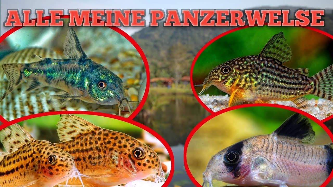 Tobis Aquaristikexzesse Video Tipp: Meine neuen Panzerwelse