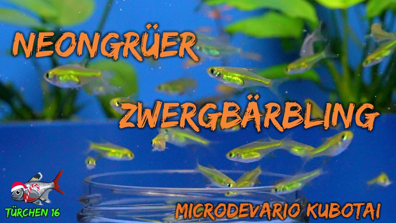AQUaddicted! – Video Tipp: Der Grüne Zwergbärbling – Microdevario kubotai