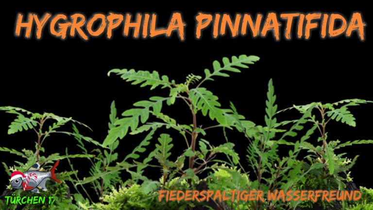 AQUaddicted! - Video Tipp: Fiederspaltiger Wasserfreund - Hygrophila pinnatifida