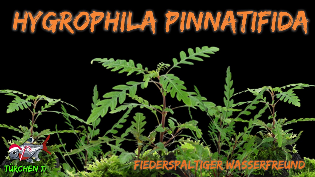 AQUaddicted! – Video Tipp: Fiederspaltiger Wasserfreund – Hygrophila pinnatifida