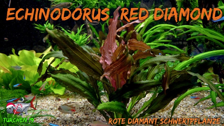 AQUaddicted! - Video Tipp: Die „Red Diamond“ Schwertpflanze