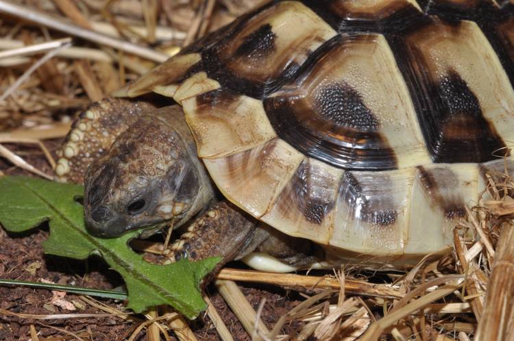 Ab in den Garten! Tiergerechte Haltung europäischer Landschildkröten