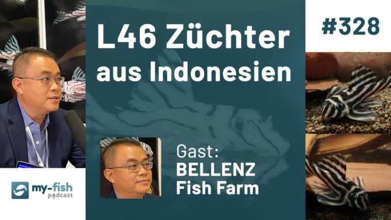 328: L46 Züchter aus Indonesien - Hypancistrus zebra & Co (BELLENZ Fish Farm)