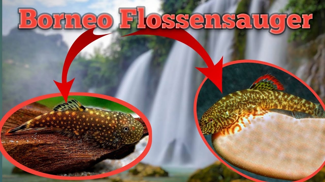 Tobis Aquaristikexzesse Video Tipp: China Flossensauger – Pseudogastromyzon myersi
