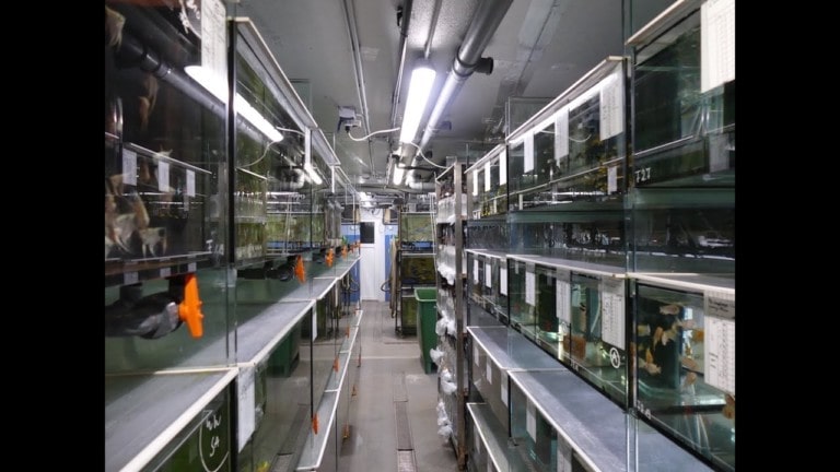 Tobis Aquaristikexzesse Video Tipp: Zu Besuch bei der Zierfischfarm Jung