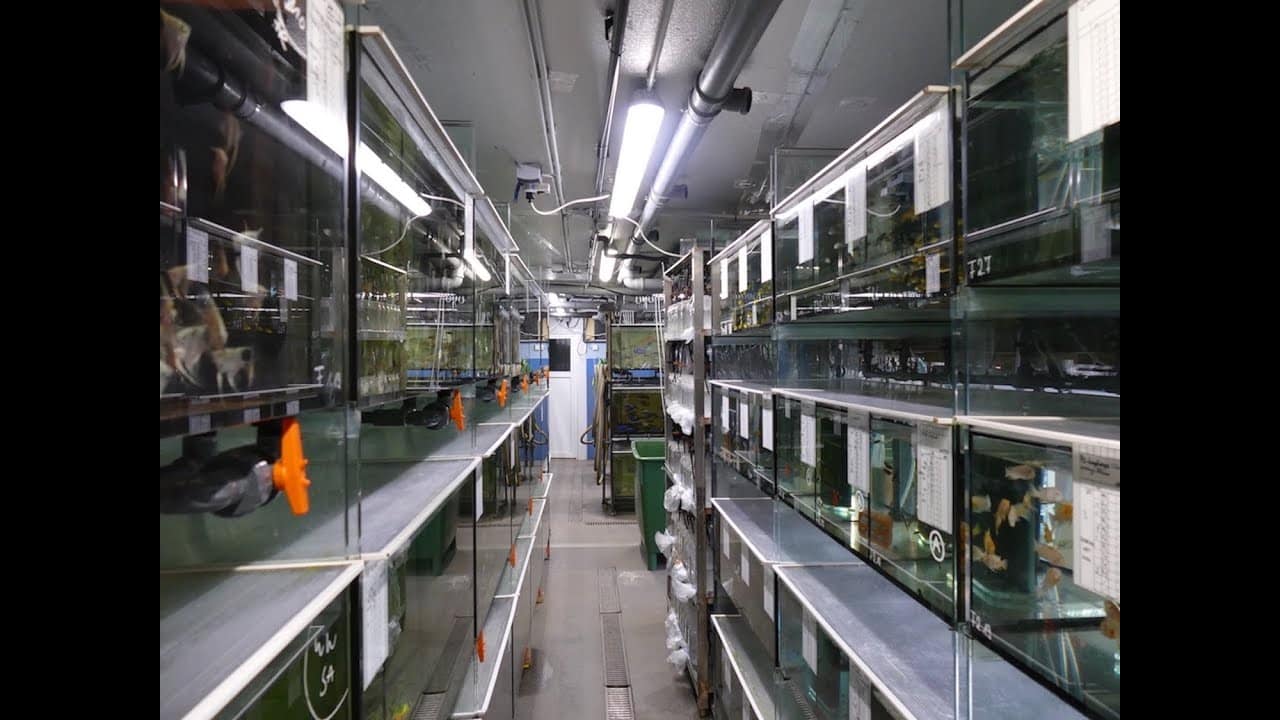 Tobis Aquaristikexzesse Video Tipp: Zu Besuch bei der Zierfischfarm Jung