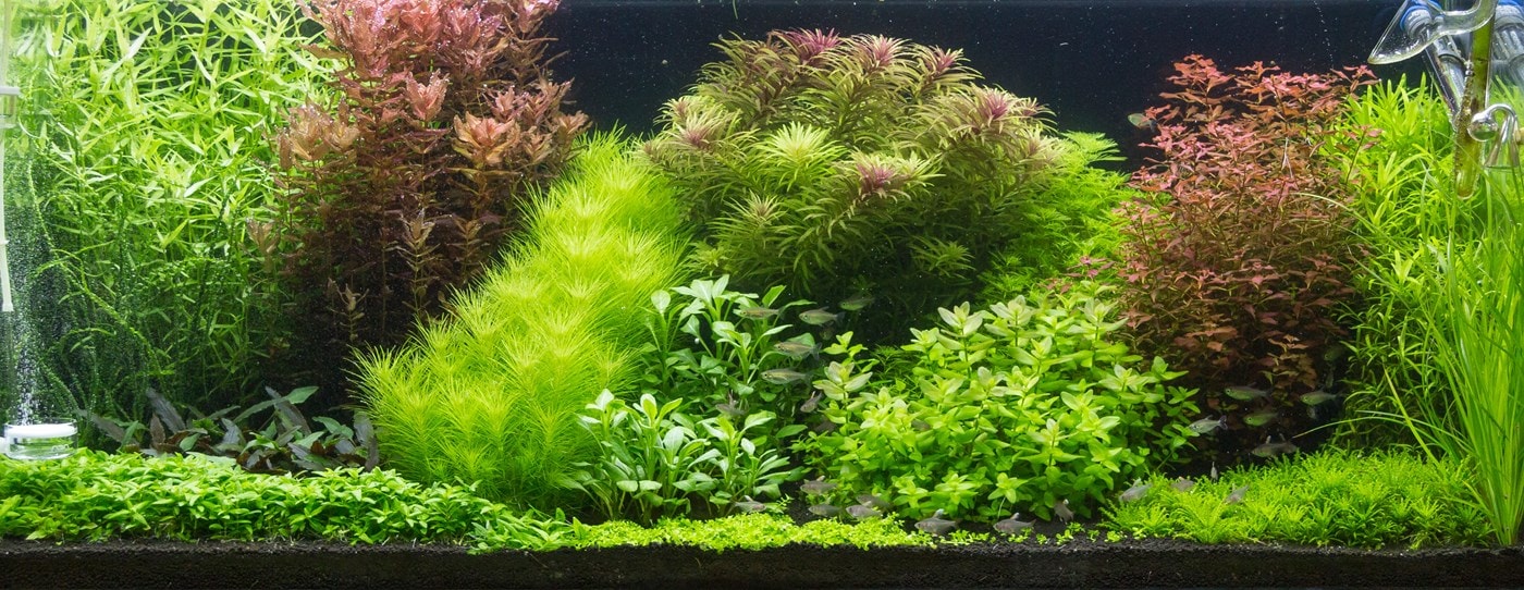 Layout 105, Aquarienlayout