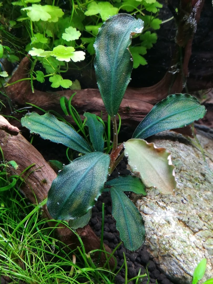 Komorebi, Bild 2