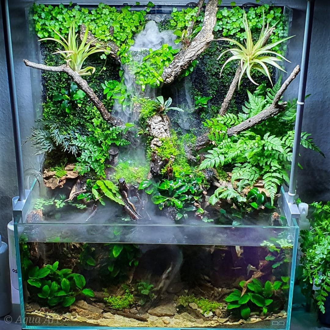 Green Swamp, Aquarienlayout