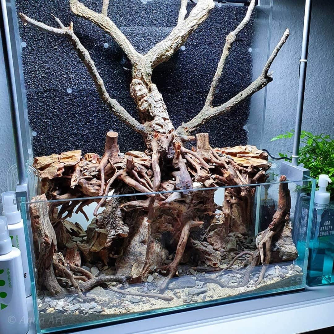 Green Swamp, Bild 3
