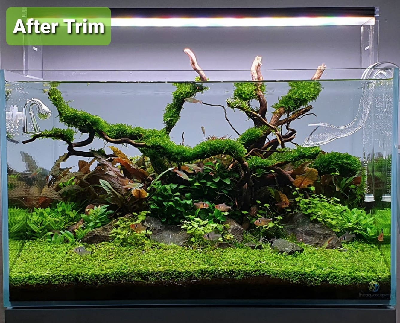 Jungle Tyne, Bild 3