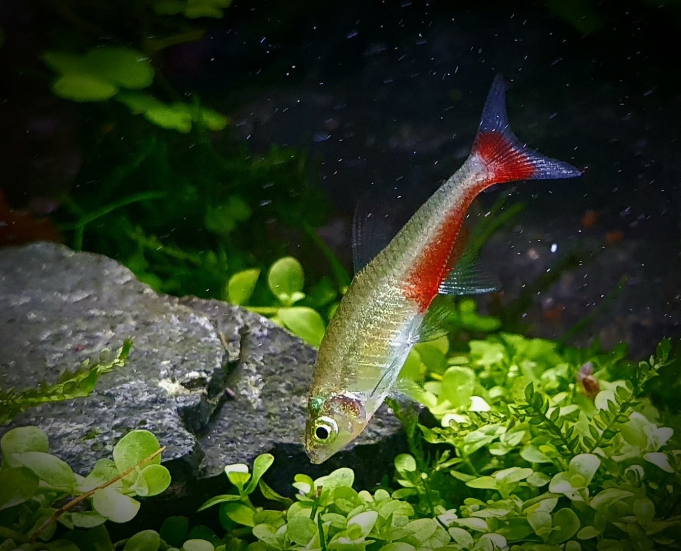 Jungle Tyne, Bild 1