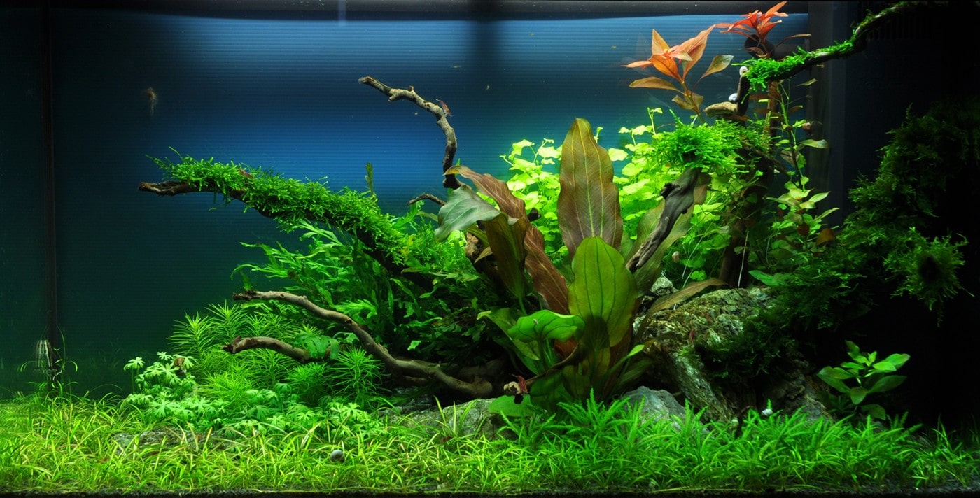 Layout 37, Aquarienlayout