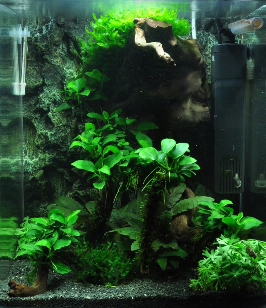 Layout 39, Aquarienlayout