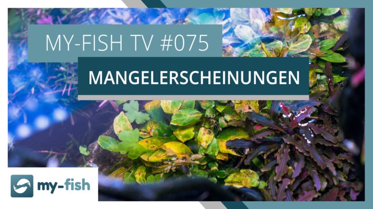 my-fish TV: Nährstoffmangel an Aquarienpflanzen erkennen
