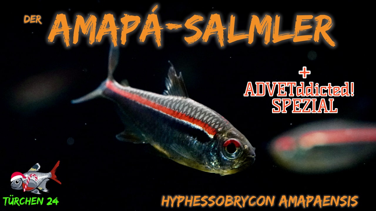 AQUaddicted! – Video Tipp: Der Amapasalmler – Hyphessobrycon amapaensis