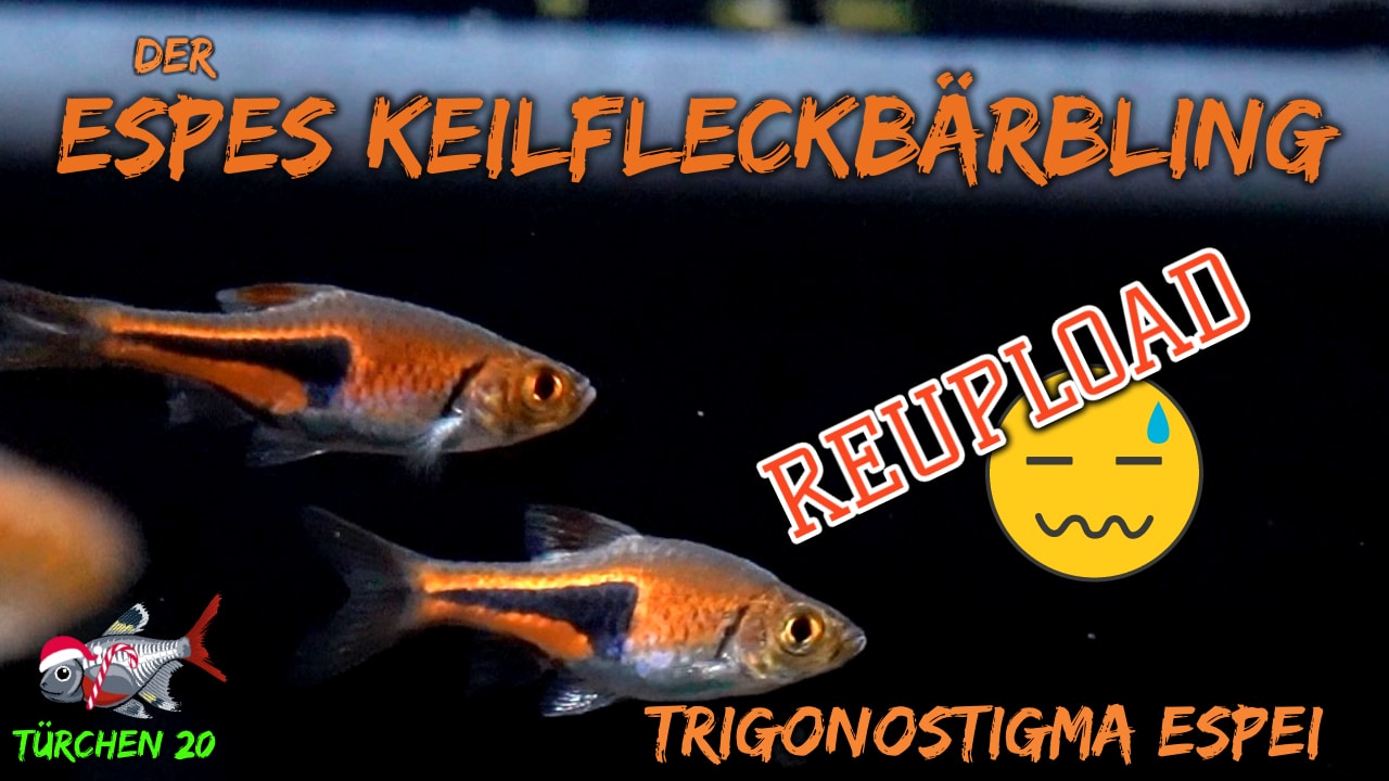 AQUaddicted! – Video Tipp: Espes Keilfleckbärbling – Trigonostigma espei