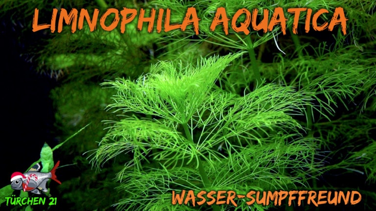 AQUaddicted! - Video Tipp: Die Riesenambulia, Limnophila aquatica