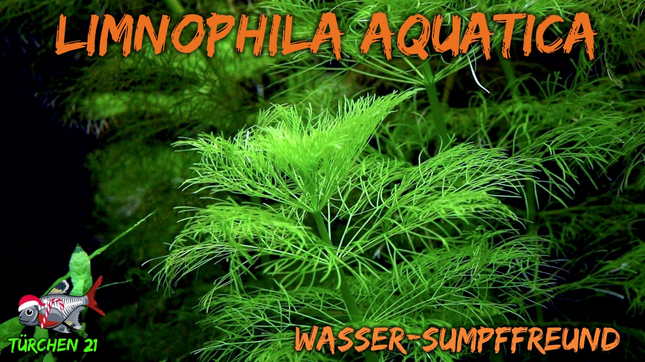 AQUaddicted! – Video Tipp: Die Riesenambulia, Limnophila aquatica