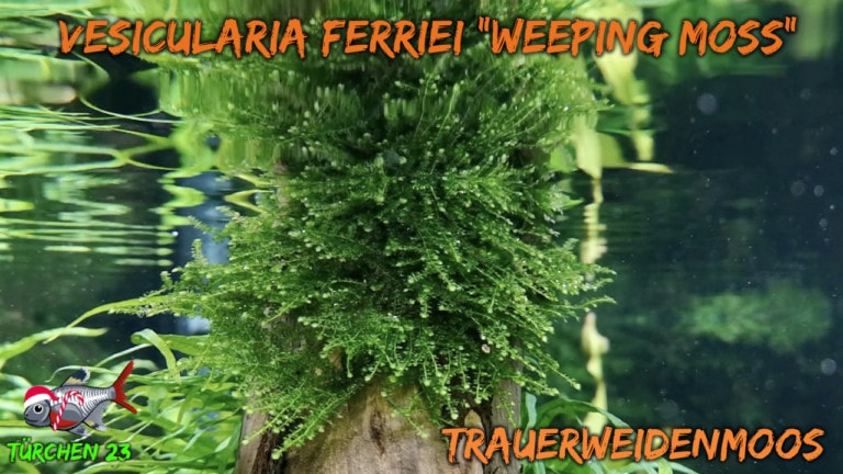 AQUaddicted! - Video Tipp: Das Trauerweidenmoos - Vesicularia ferriei “weeping“