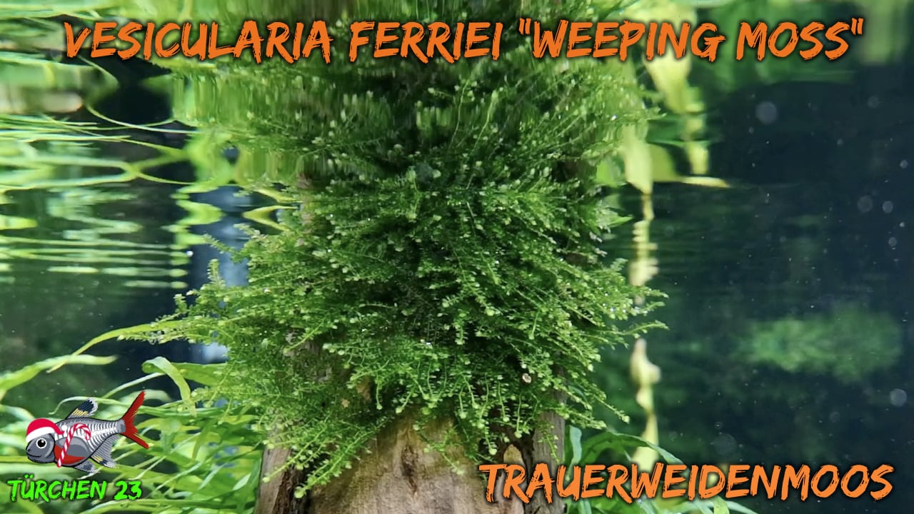 AQUaddicted! – Video Tipp: Das Trauerweidenmoos – Vesicularia ferriei “weeping“