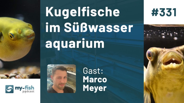 331: Kugelfische im Süßwasseraquarium - Nahrungsspezialisten mit spannendem Verhalten (Marco Meyer)￼