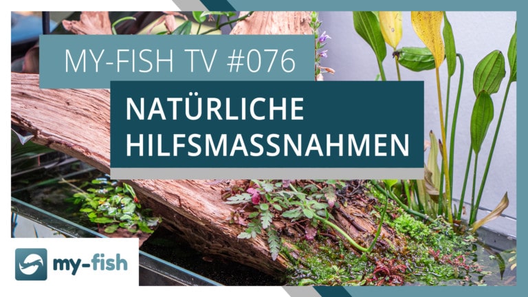 my-fish TV: Natürliche Maßnahmen gegen die meisten Probleme im Aquarium