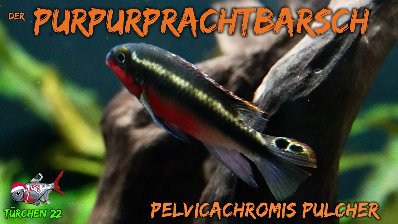 AQUaddicted! - Video Tipp: Der Purpurprachtbuntbarsch - Pelvicachromis pulcher
